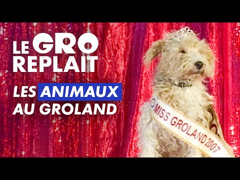 Les animaux au Groland - Le GRO replait - CANAL+