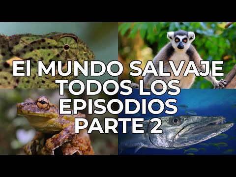 El Mundo Salvaje: Todos los Episodios Parte 2 | Free Documentary Nature -  Español