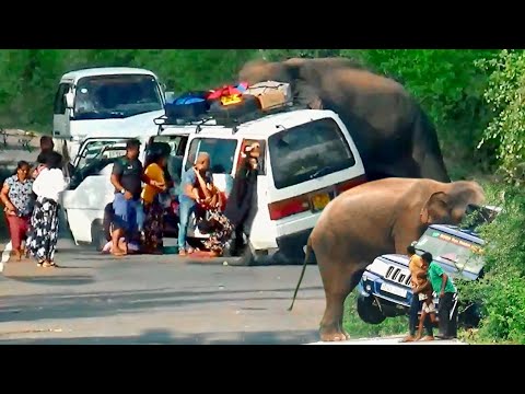 TOP 10 SHOCKING ELEPHANT ATTACKS. أفضل 10 هجمات صادمة للفيلة.