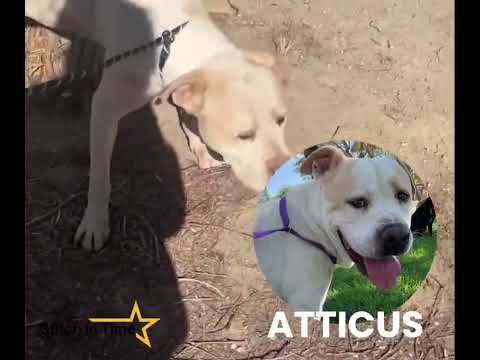 Ozzy, an adopted German Shepherd Dog & Siberian Husky Mix in Kensington, CA_image-1
