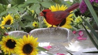 Bird Bath & Sun Flowers FYV 1080 HD
