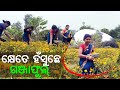 flower cultivation by shg ଗଞ୍ଜା ଫୁଲ୍ ଚାଷ୍ କରୁଛନ୍ shg ମାଁ... କେଜି ୧୨୦ ଟଙ୍କା ଭିତରେ ବିକୁଛନ୍...