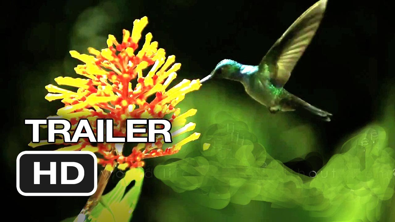 Disneynature: Wings of Life Official US DVD Release Trailer #1 - Meryl Streep Movie HD thumnail