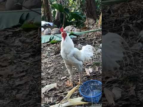 ROOSTER CROWING 🐔🐣