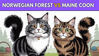 Norwegian Forest Cat vs Maine Coon: The Truth