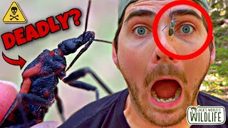 DEADLIEST Bugs On EARTH? THE TRUTH About The KISSING BUG!!!