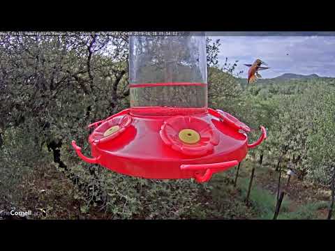Rufous Hummingbird Defends Feeder In West Texas – Aug. 28, 2019