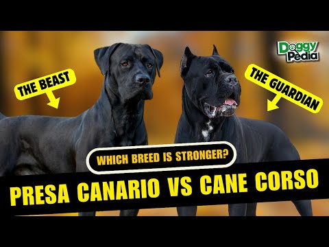Presa Canario Vs Cane Corso: What's The Difference? Which Breed Is Stronger?