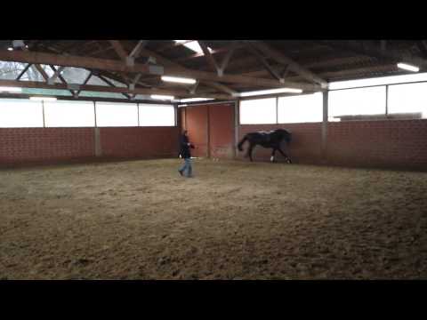 Diataro von Diatano x Show Star  - Galopp