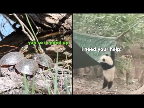 Best Animal Voiceovers - OZZYMAN x KLR