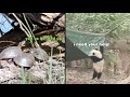 Best Animal Voiceovers OZZYMAN X KLR