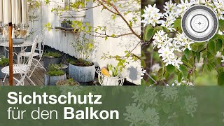 Sträucher für den Topf und den Balkon, Balkonien, Naturgarten am Balkon, Sichtschutz für den Balkon