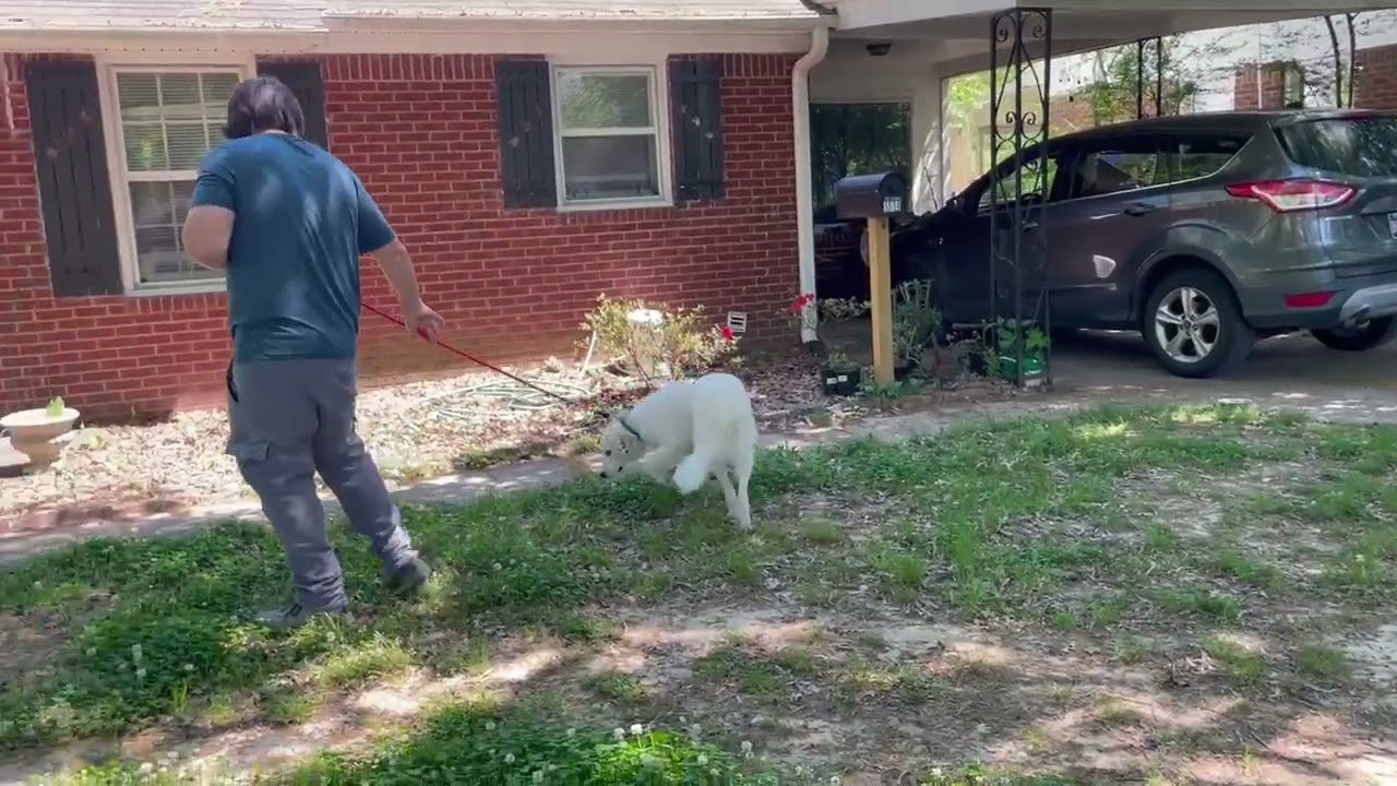 Enlarge Pearl, a ADOPTABLE mixed breed in Memphis, TN video 5/5