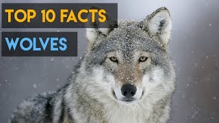 10 Interesting Facts about Wolves