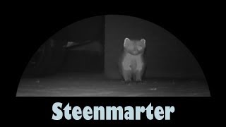preview picture of video 'Steenmarter woonwijk Hardenberg'