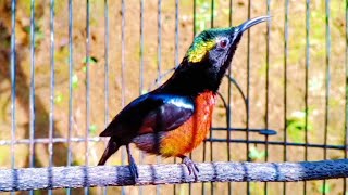 Download lagu SUARA PANCINGAN BURUNG KONIN CEPAT RESPON GACOR.. mp3