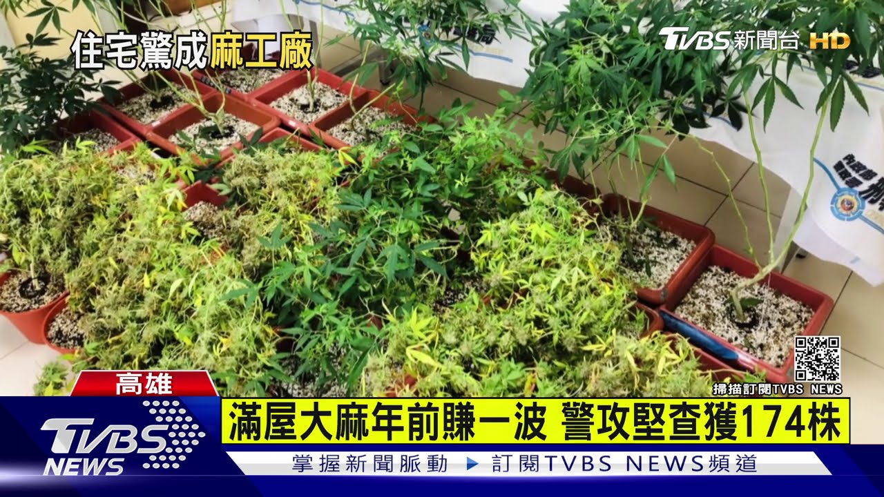 滿屋大麻年前賺一波　警攻堅查獲174株