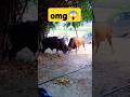 This Is The Most Insane Bull Fight Ever Shorts Lyunaff
