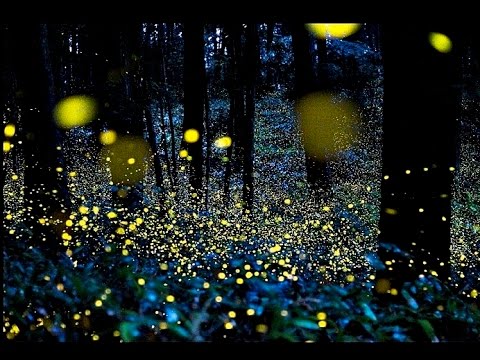 【Amazing Japan】At Nakagawa, firefly enjoyment  Matsuzaki cho, Kamo gun, Shizuoka