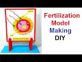 Human Fertilization Model 3D Making Science Project Diy Craftpiller Howtofunda