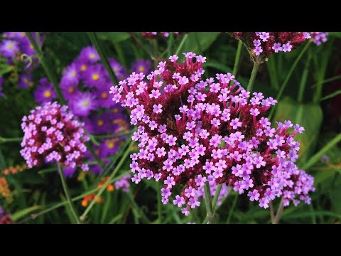 GORGEOUS VERBENA
