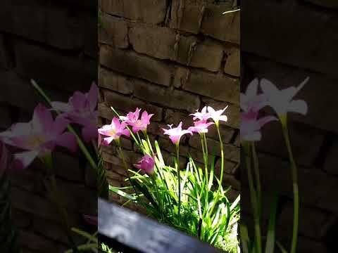 #Olir_o_kotha_shune_bokul_hase #hamida_and_gardening  #water_lily