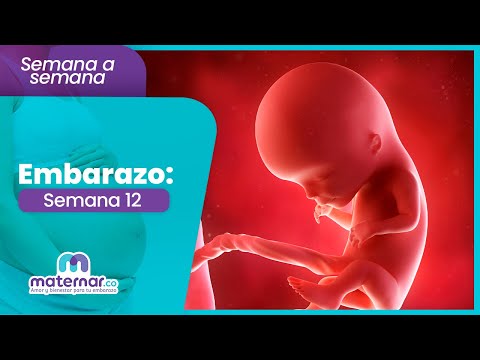 Semana 12 de embarazo: Termina este primer trimestre con toda | Maternar.co