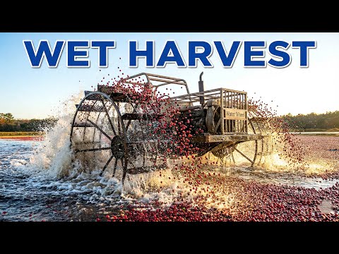 Why Do They Flood the Fields? The Industrial Cranberry Harvest