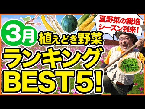 食用の観賞用ピーマン 何を植えるか 3月の菜園 春に好む野菜