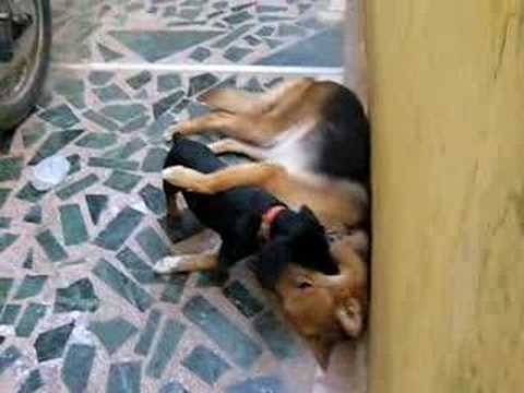 Asin & Jo (pet animals fight)