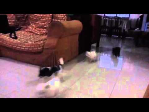 [DOCUMENTARY] 120912 Hailee's Puppies! :)