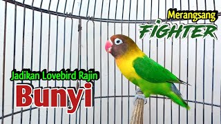 Download lagu Lovebird Ngekek Panjang Bangkitkan EMOSI, Merangsang Lovebird FIGHTER Rajin BUNYI mp3