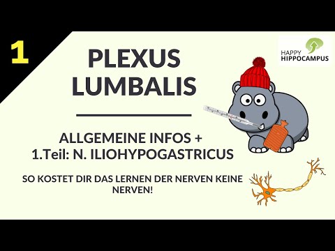 Plexus lumbalis lernen: Allgemeine Infos + N. iliohypogastricus! Gedächtnispalast & Eselsbrücken!