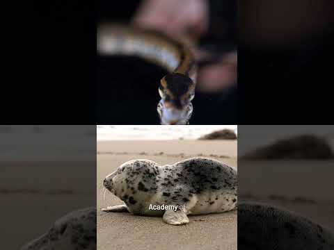 Humans are capable of producing venom #shorts made with taleblocks.com #coffeebreakscience