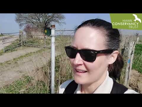 Hannah's bird of prey survey