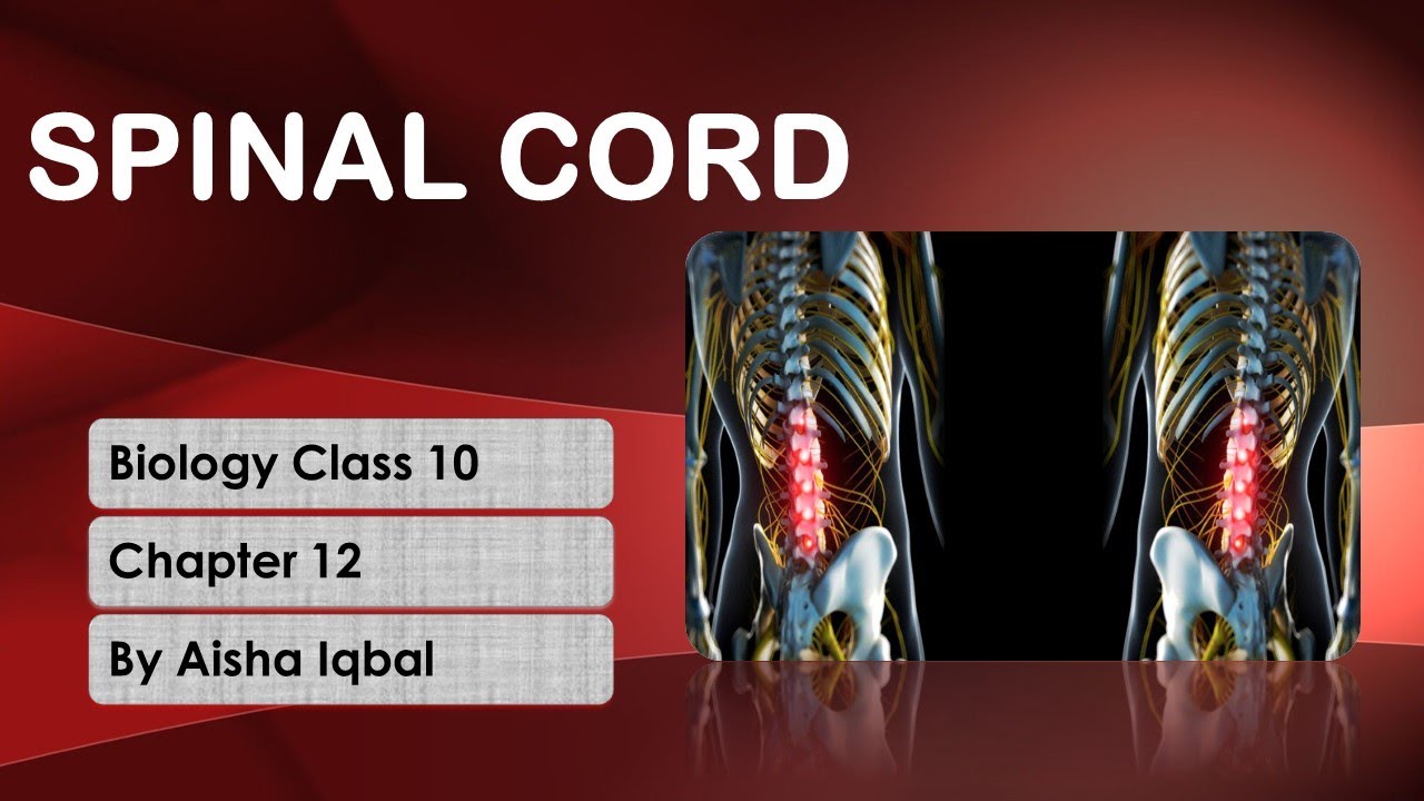 Spinal Cord