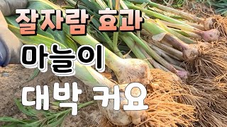 마늘이 대박 커요 마늘 농사는 역시 추비와 엽면시비가 중요  마을재배법 How to grow garlic t…