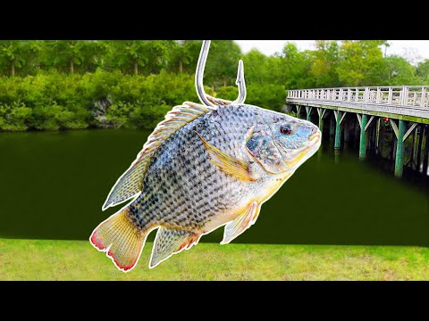 Fishing with Livebait for Pond MONSTERS!