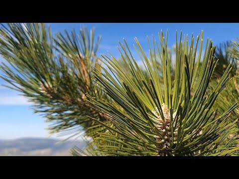 #tatryodręki – Sosna czarna