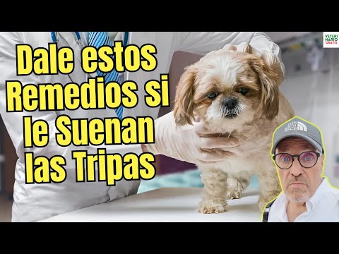 🐶MY DOG'S STOMB SOUNDS 🤢WHAT HOME REMEDIES CAN I GIVE A DOG WITH A SICK STOMACH?🥣