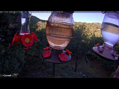 Hummingbirds Flash From Port To Port At West Texas Feeders – July 13, 2020