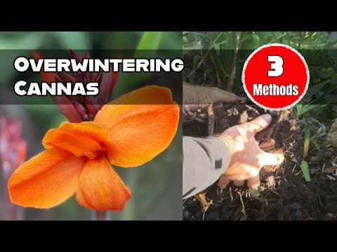 How to Overwinter Canna Lilies in the UK - 3 Simple Methods
