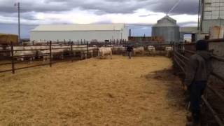 preview picture of video 'DeBruycker Charolais'