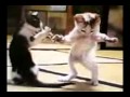 رقص شرقي قطط - YouTube_التحويل مخصصة_720x480