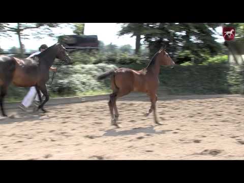 21 Jaslo - Caretino Gold x Balou Du Rouet Z x Concorde - Pref.