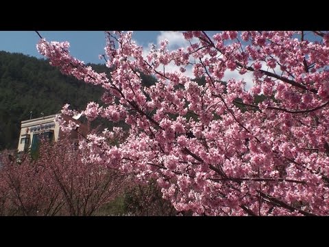 台灣櫻花之美-全台十大驚豔賞櫻景點 +賞櫻秘境