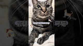 今日もたくさんおしゃべりしてくれる猫