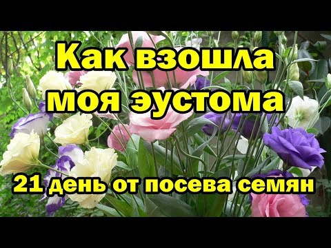 Как взошла моя эустома.  21 день от посева семян