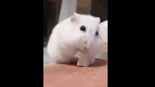 ハムリズム