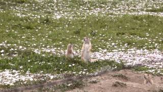 Prairie Dog Pups Jump-Yip!